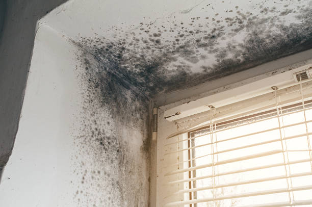 Affordable Commercial Mold Remediation solutions in Dorr, MI