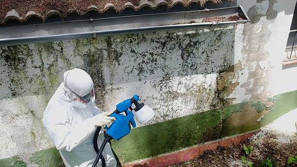 Top rated local Commercial Mold Remediation specialists in Dorr, MI